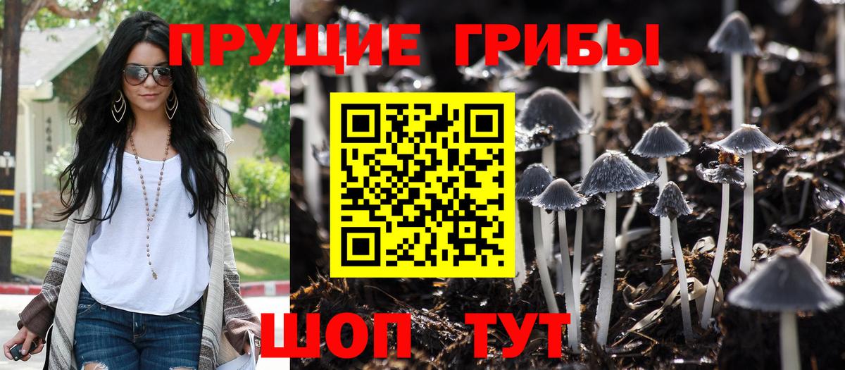 Псилоцибиновые грибы Psilocybe Йошкар-Ола